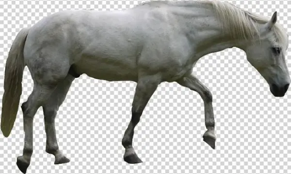 White Dog Horse - Horse