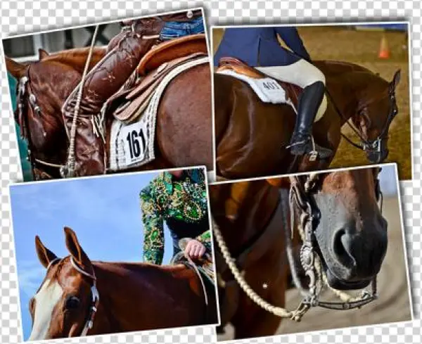 White Horse Show Mgt, Connie Henrichs, Albion, Nebraska - Nebraska