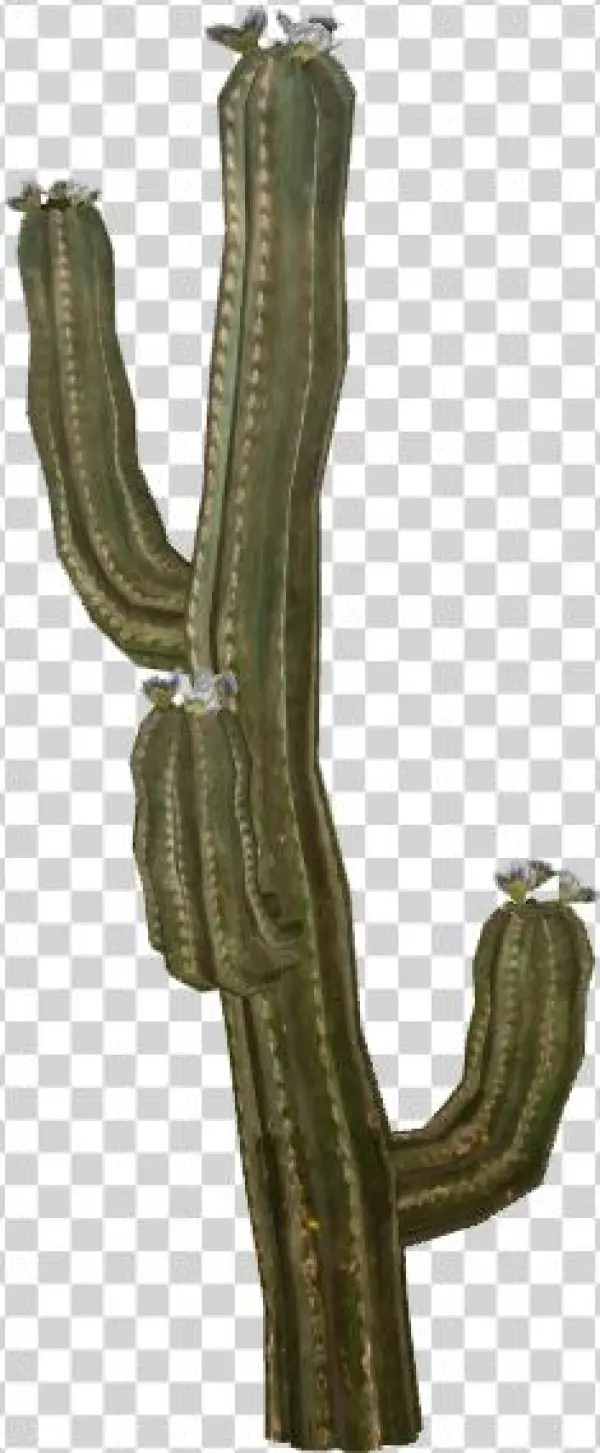 Cactus - Selenicereus Hamatus