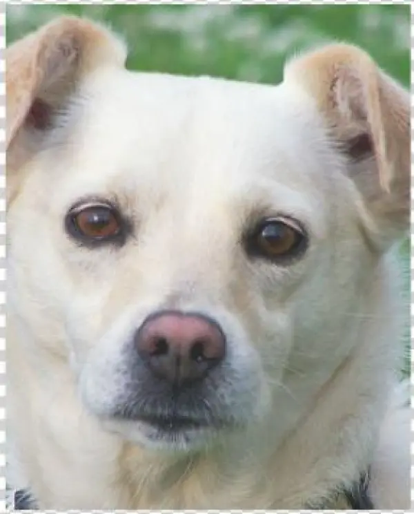 Dog Face Close-up Poster - Blond Dog Portrait Framed Art Print - Scoop Black Mini