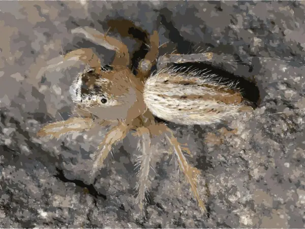 Download Free Spiders Clipart Spider Web Wildlife - Thiodina Candida