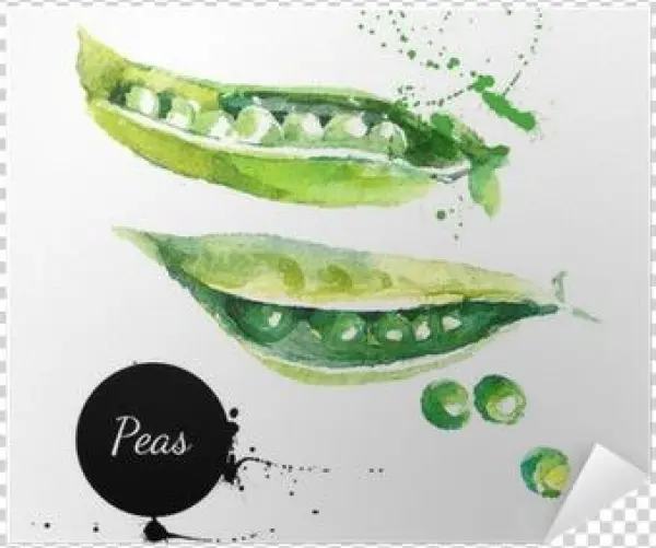 Hand Drawn Watercolor Painting On White Backgroundœ - Горох Акварелью