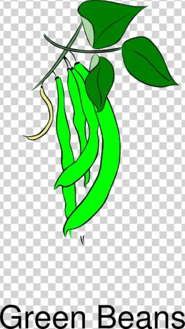 How To Set Use Green Beans Clipart