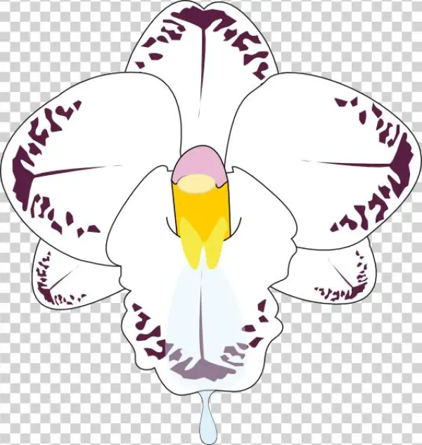 How To Set Use Orchid Flower Clipart