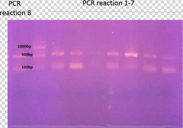 Pcr Reaction - Electric Blue