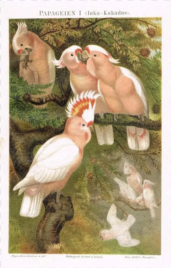 Picture Stock Parrots Major Mitchell S And Arara Lithographs - Brehms Tierleben 1900 Major Mitchells Cockatoo Poster