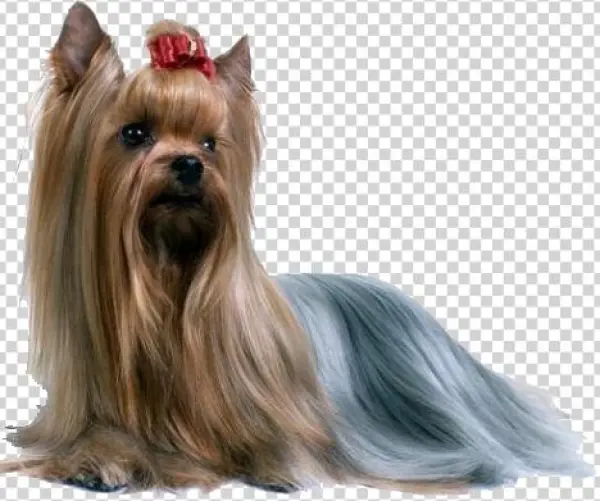 Yorkshire Terrier Foro1 - Inmmotion Silky Terrier Ring, Sterling Silver Ring,