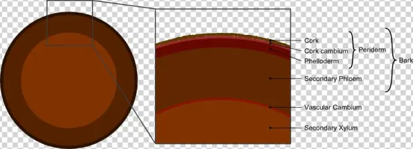 Tree Secondary Components Diagram - Layers Of The Periderm