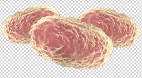 Benefits - Bordetella