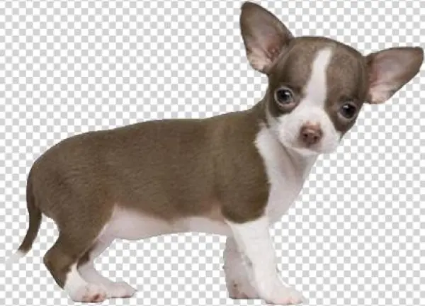 Chihuahua - Benefitusa Small Blue Pet Dog Puppy Cat Soft Fleece