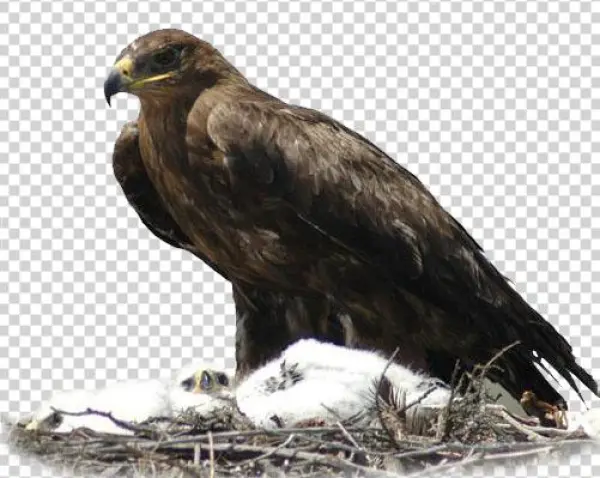 Falco Cherrug, Aquila Nipalensis - Steppe Eagle