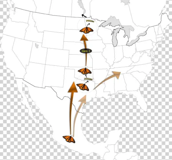 Generation 1 Graphic - Black Buffalo Fish Range