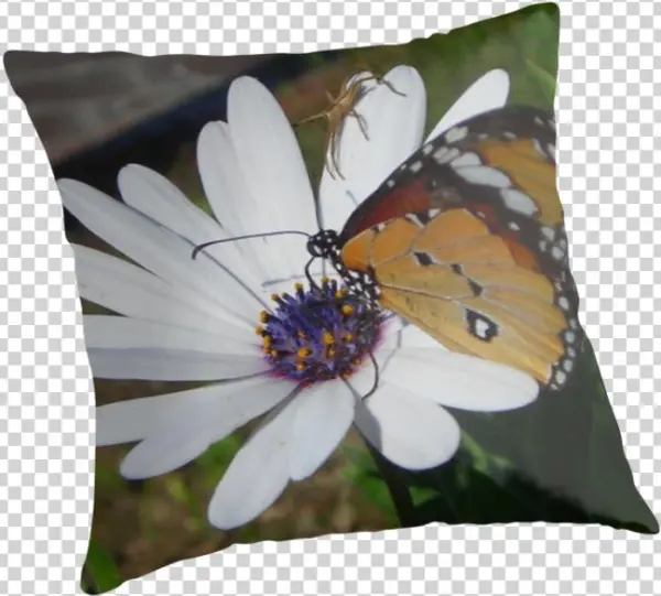 Weißes Gänseblümchen Und Schmetterling Grußkarte