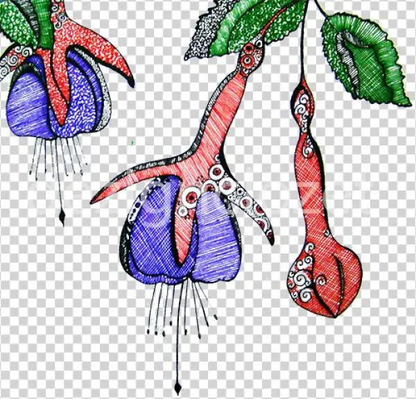 'fuschias' - Fuchsia