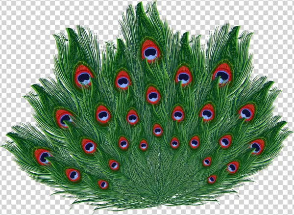 More Information - Galliformes