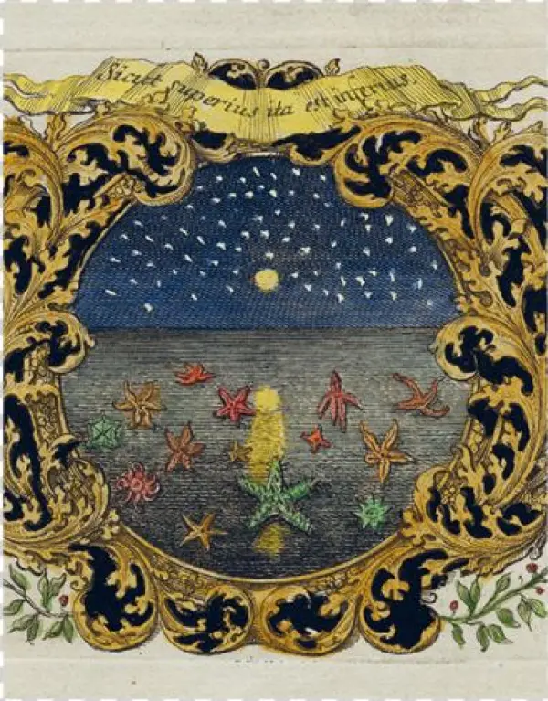 Starfish & Starry Night - Motif