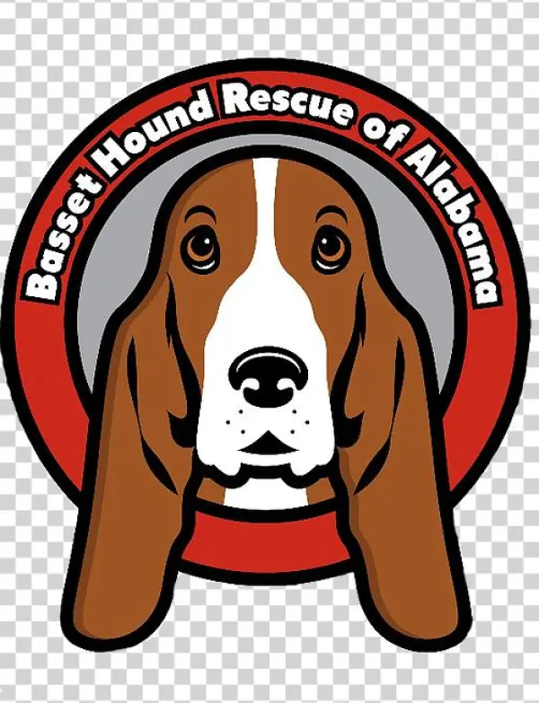 Basset Hounds
