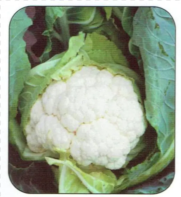 Cauliflower Clapton F1 Plants