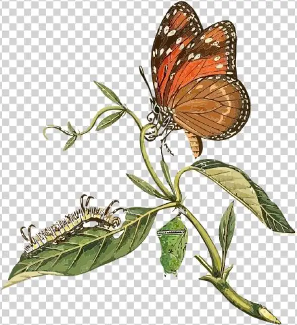 Danaus Eresimus Clip Art - Buyenlarge 'surinam Butterflies Moths And Caterpillars'