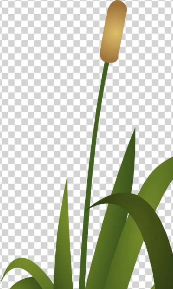 Frog Reeds - Education