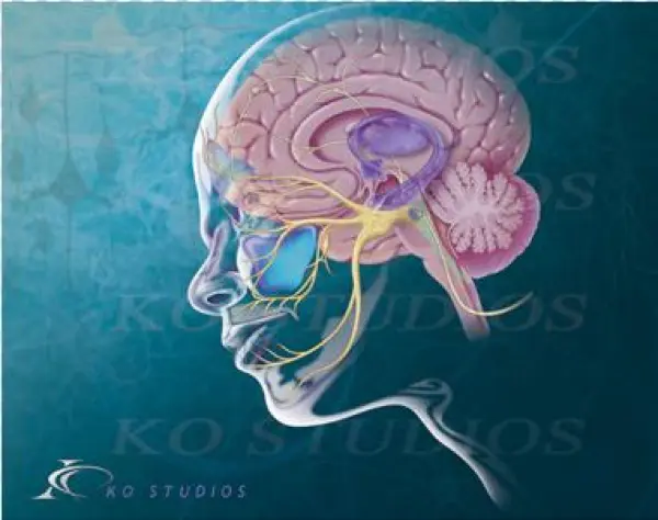 Limbic System - Illustration