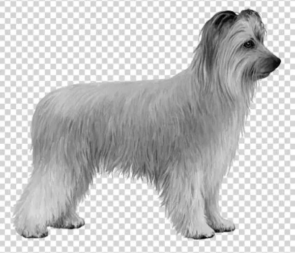 Pyrenean Shepherd - B&w - Pyrenean Shepherd Gray
