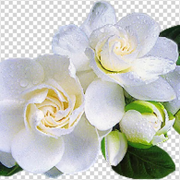 Related Wallpapers - Gardenya Sabun Ve Kokulu Taş Esansı