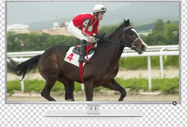 The Thrill Of Dish - Stallion