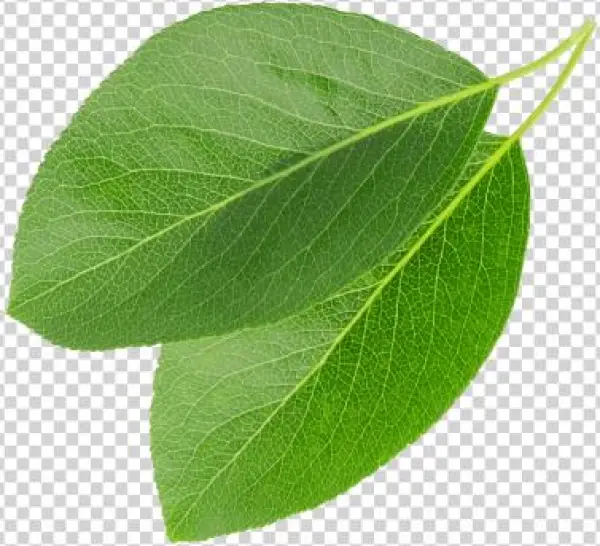 We Buy Green Coffee On The Basis Of Long-standing, - Kornelkirsche Blatt