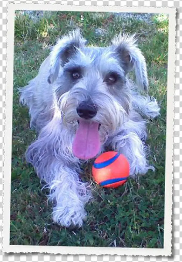 Miniature Schnauzer Female May 30th, - Histiocytic Sarcoma