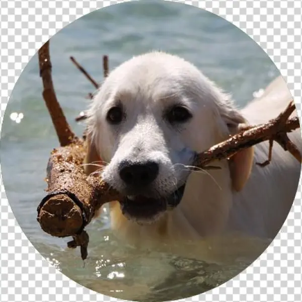 Null - Perros Del Mar