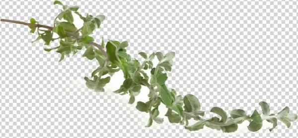 Phytonutrient Plant Compounds For Additional Nutritional - Houseplant