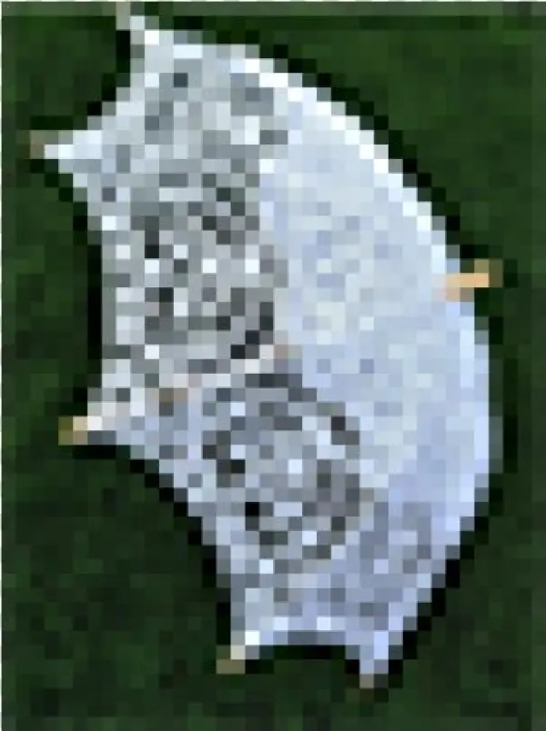 Please Select - Animated Dolphin