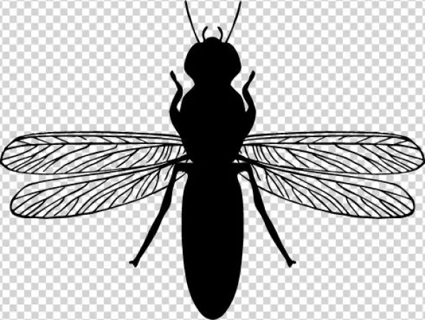 Straight Antenna - Termite