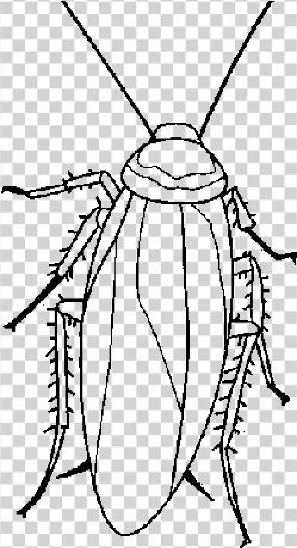 Colouring Images Of Cockroach