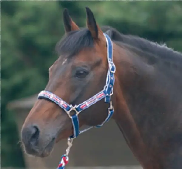 Cottage Craft Union Jack Headcollar & Lead Rope Set - Cottage Craft Union Jack Headcollar - Navy/red Union