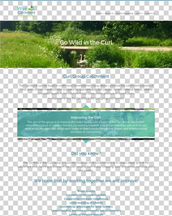 Wcp Go Wild In The Curl