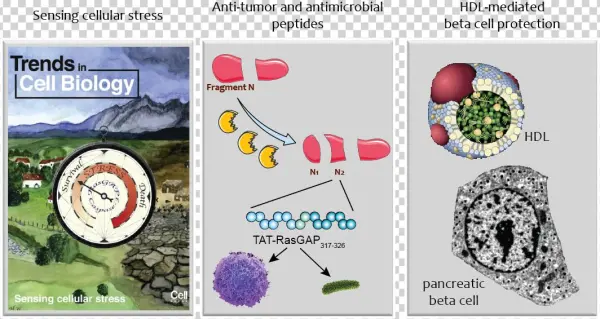 Cellular Stress Responses And Adaptation To Stress - Portable Network Graphics