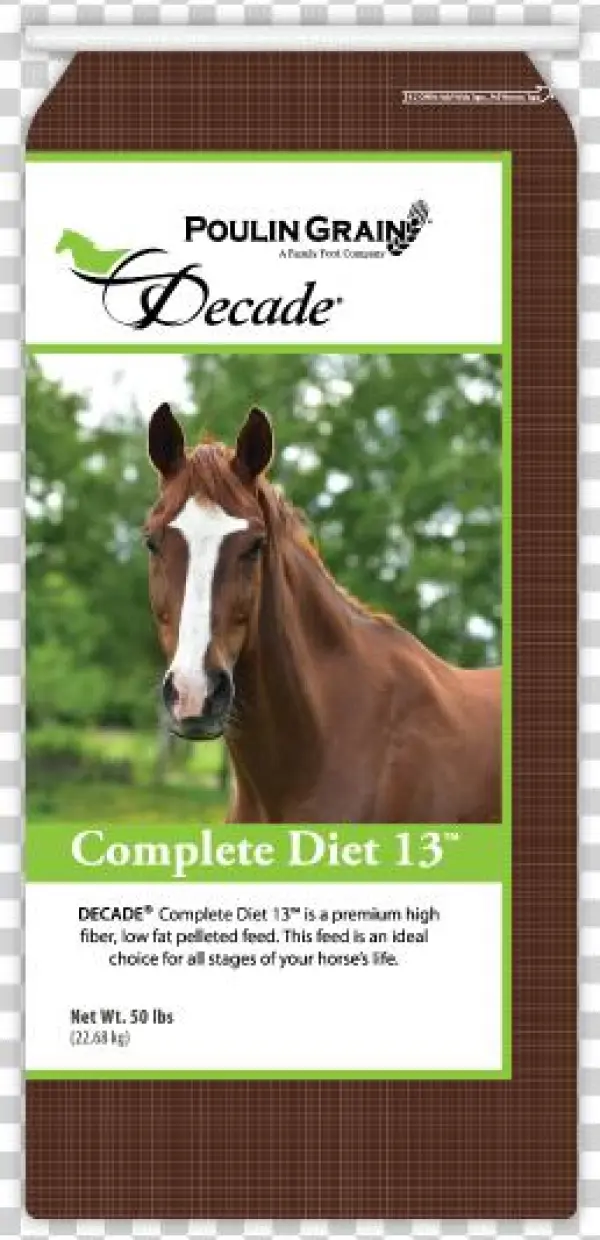 Pferdegesicht Mit Markierung Post-it Klebezettel