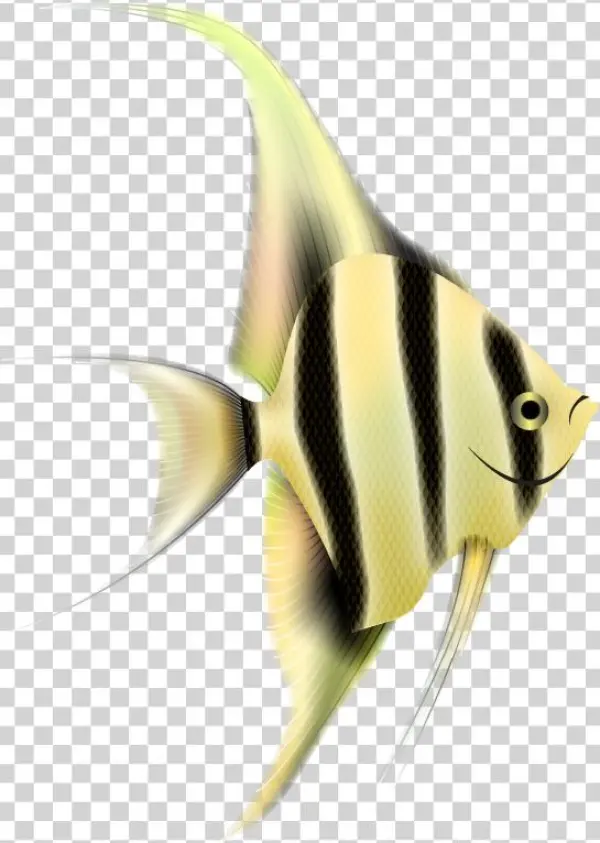 Angelfish Png Clipart - Portable Network Graphics