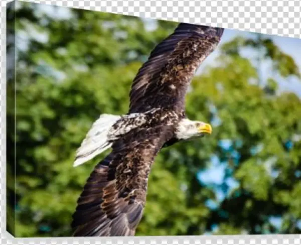 Bald Eagle In Flight Canvas Print - Artist