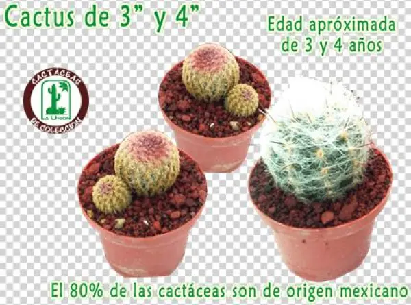 Cactus La Union Cactus La Union - Flowerpot