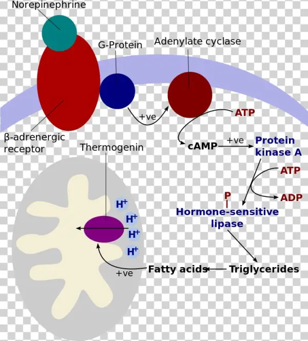 Cold Induced Thermogenesis - Thermogenin Mitochondria