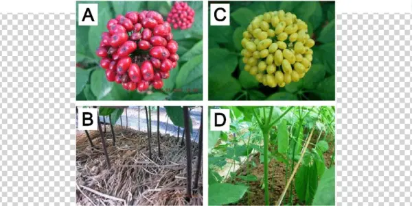 Distinct Characteristics Of Berry And Stem Of Two P - Landrace