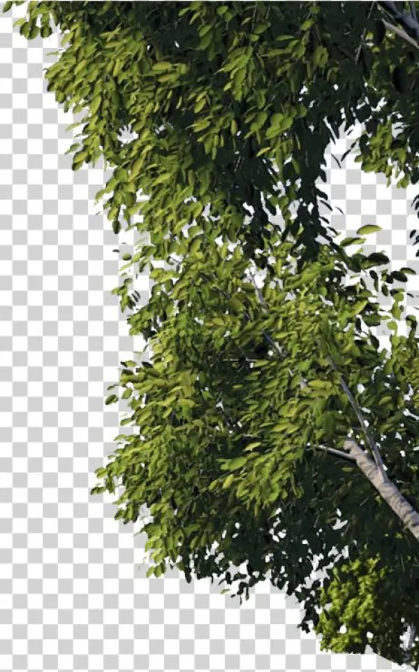 Dreamworld - Dreamworld - Dreamworld - Dreamworld - - Plane