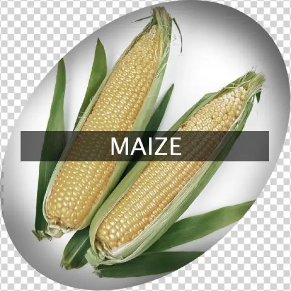 Landingimage Igrow Maize - Maize