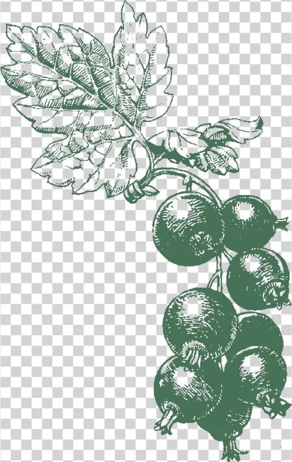 Update On Our - Oleofarm Syrop Z Czarnej Porzeczki 55 % Soku Z Owoców