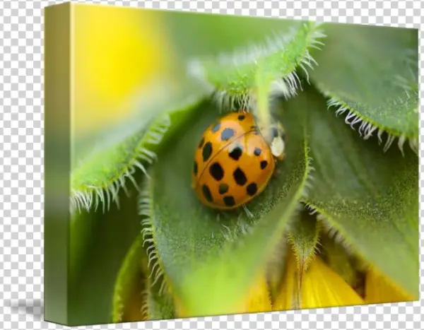 By Marina Castillo - Gallery-wrapped Canvas Art Print 16 X 11 Entitled Ladybug