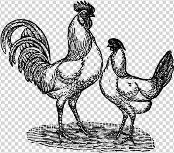 Chicken - Portable Network Graphics