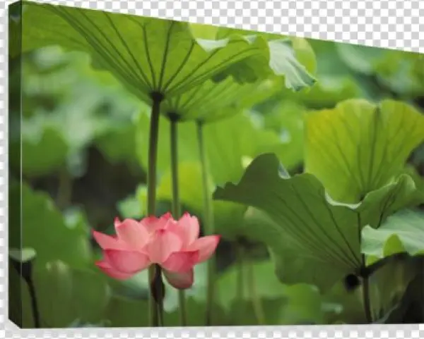 Hawaii, Single Bright Pink, Full Lotus Blossom Amongst - Design Pics Dpi1991217 Hawaii Single Bright Pink Full